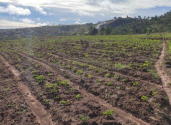 Propriété de 2ha 700 à Ambatomirahavavy : Idéal pour l’agriculture et l’élevage, avec vue panoramique