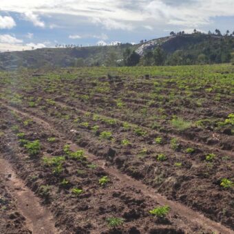 Propriété de 2ha 700 à Ambatomirahavavy : Idéal pour l’agriculture et l’élevage, avec vue panoramique