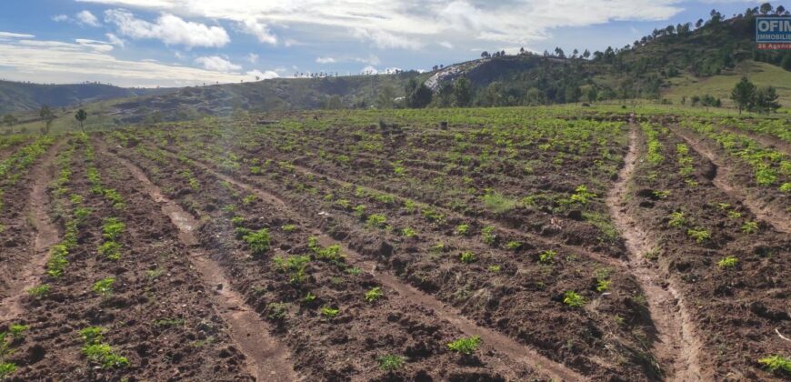 Propriété de 2ha 700 à Ambatomirahavavy : Idéal pour l’agriculture et l’élevage, avec vue panoramique