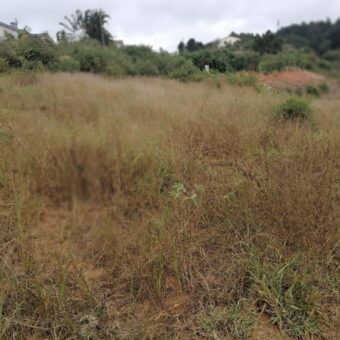 Terrain de 1073M2 légèrement en pente, Ambolokandrina