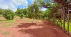 A vendre un vaste terrain de 6625 m2 situé à Ambohimasina Vontovoraona