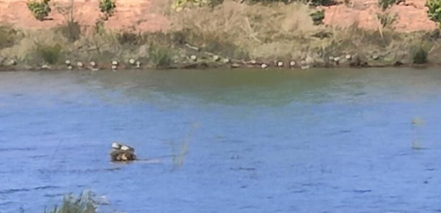 En vente un terrain exceptionnel d’un hectare pieds dans l’eau situé à Mahavelona